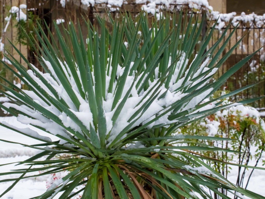 Yucca sous la neige