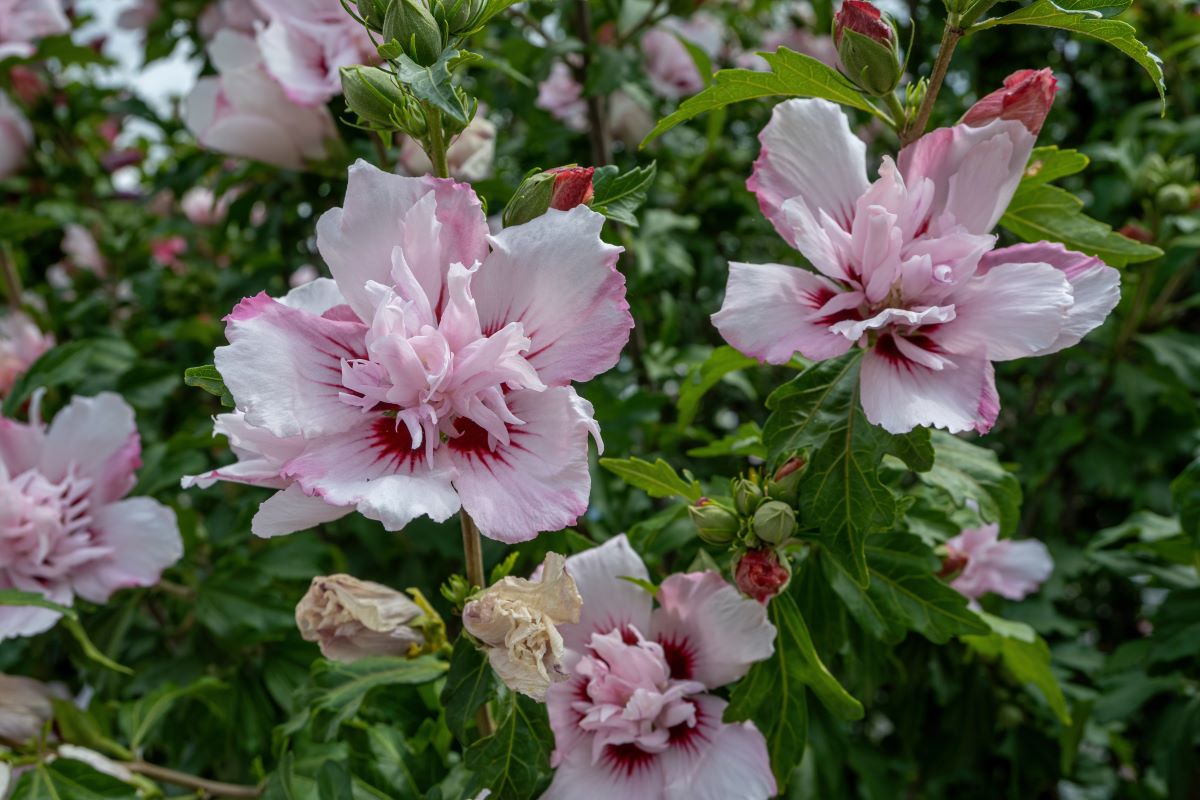 plantes à fleur rose hibiscus