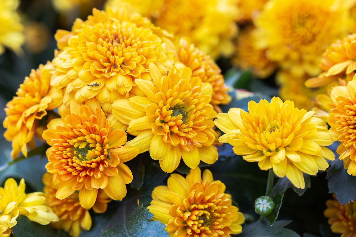 plantes jaunes chrysanthème