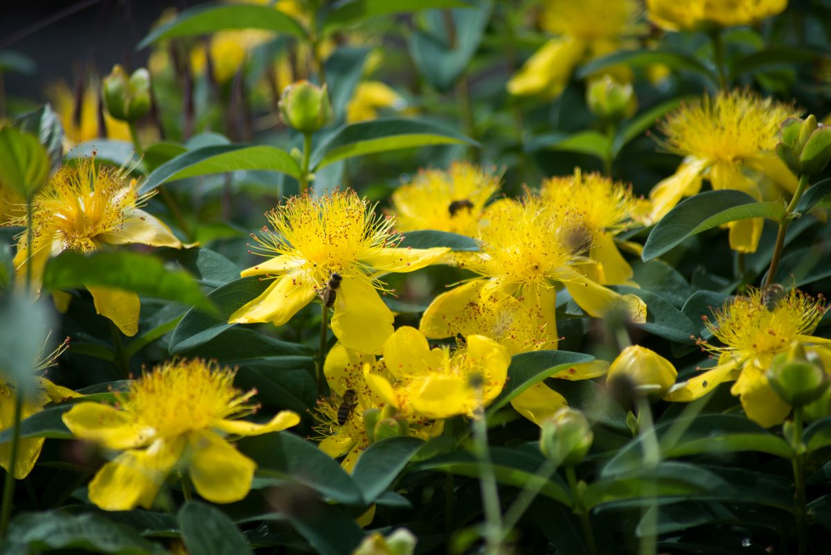 plantes jaunes millepertuis