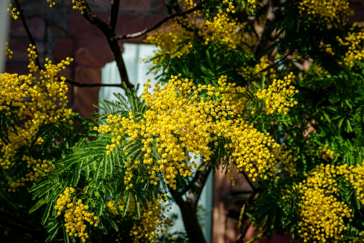 plantes jaunes mimosa