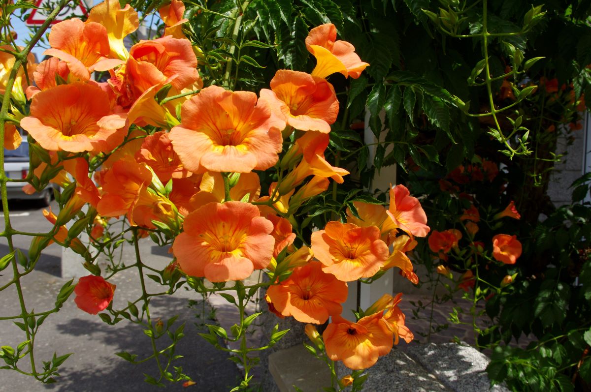 plante à fleurs orange bignone