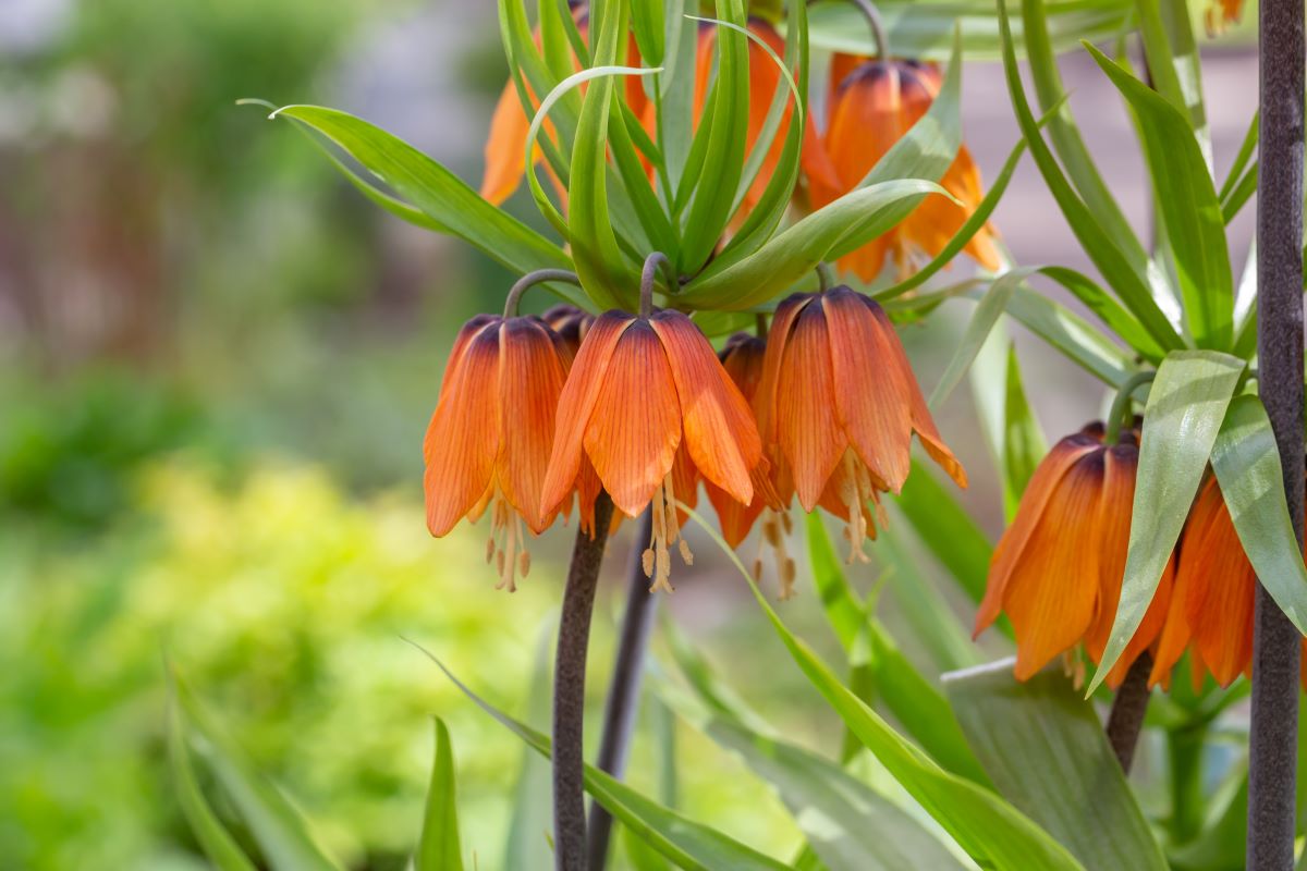 plante à fleurs orange fritillaire
