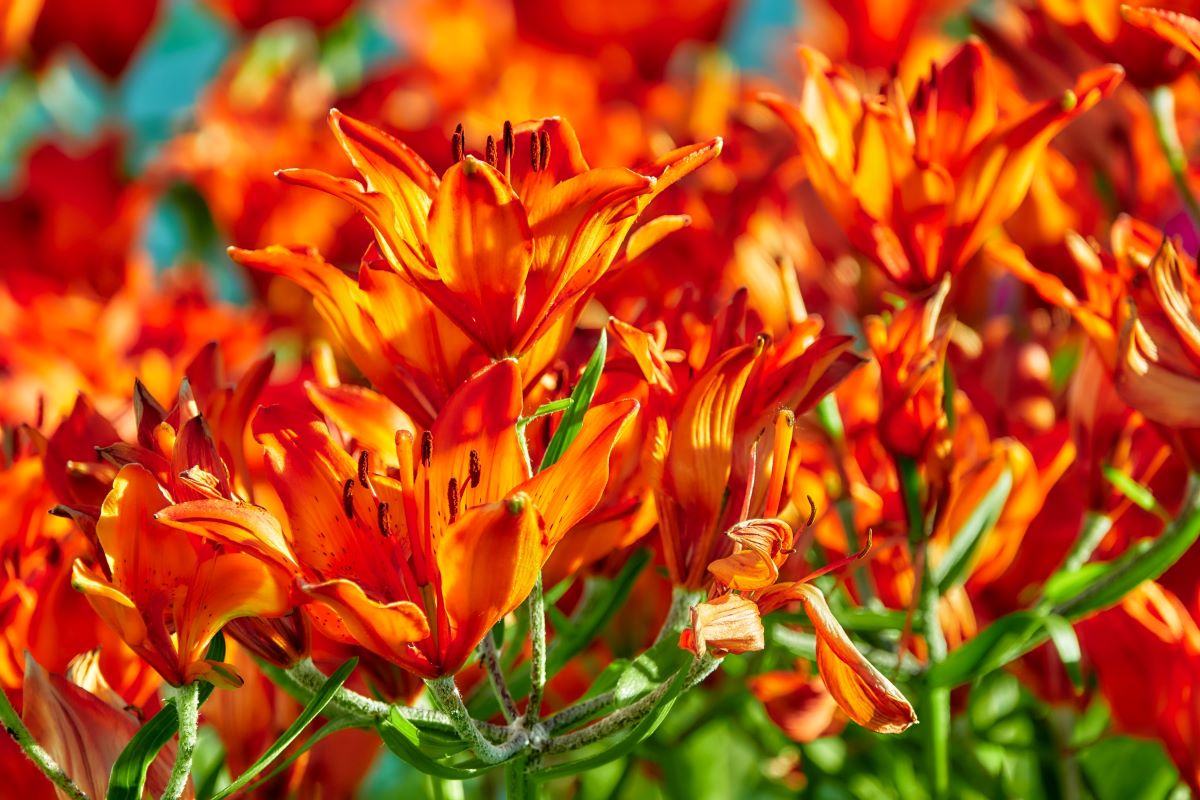 plante à fleurs orange lys tigré