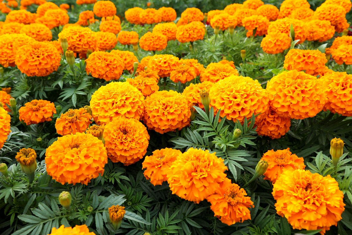 plante à fleurs orange soucis
