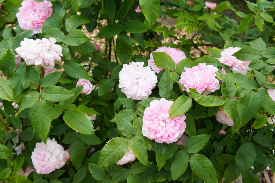Buisson de roses Jacques Cartier
