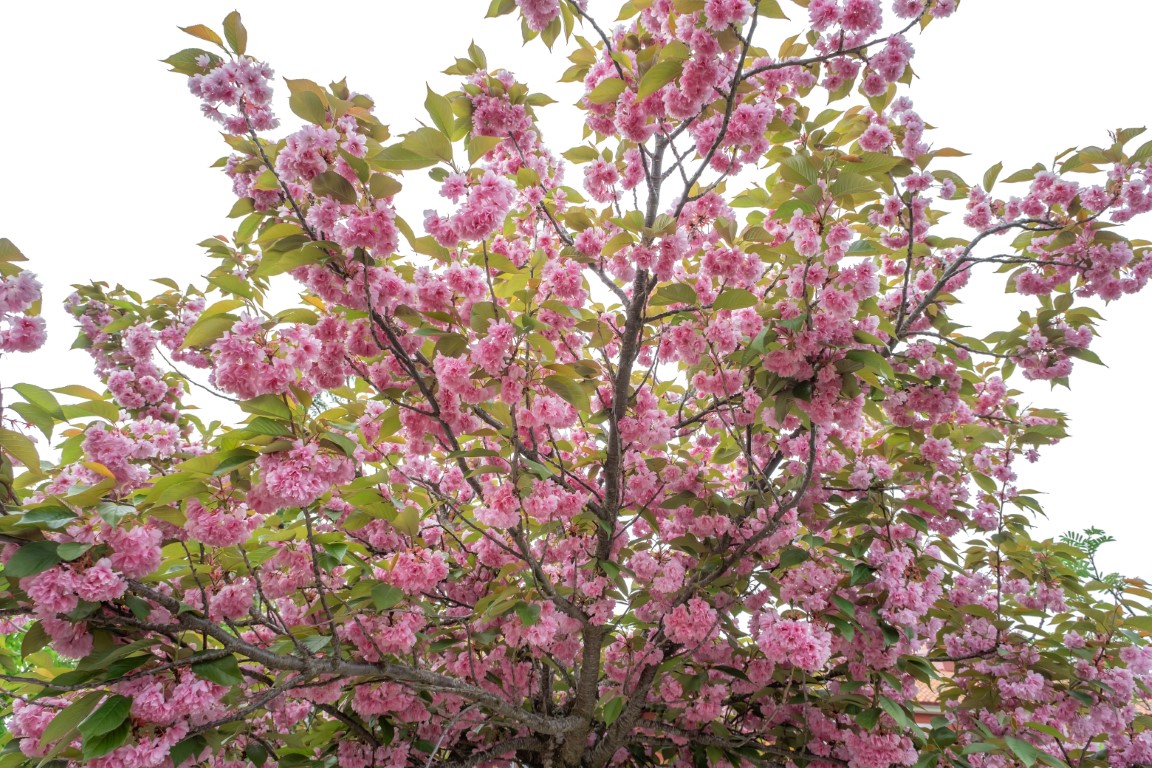 La floraison d'un cerisier japonais