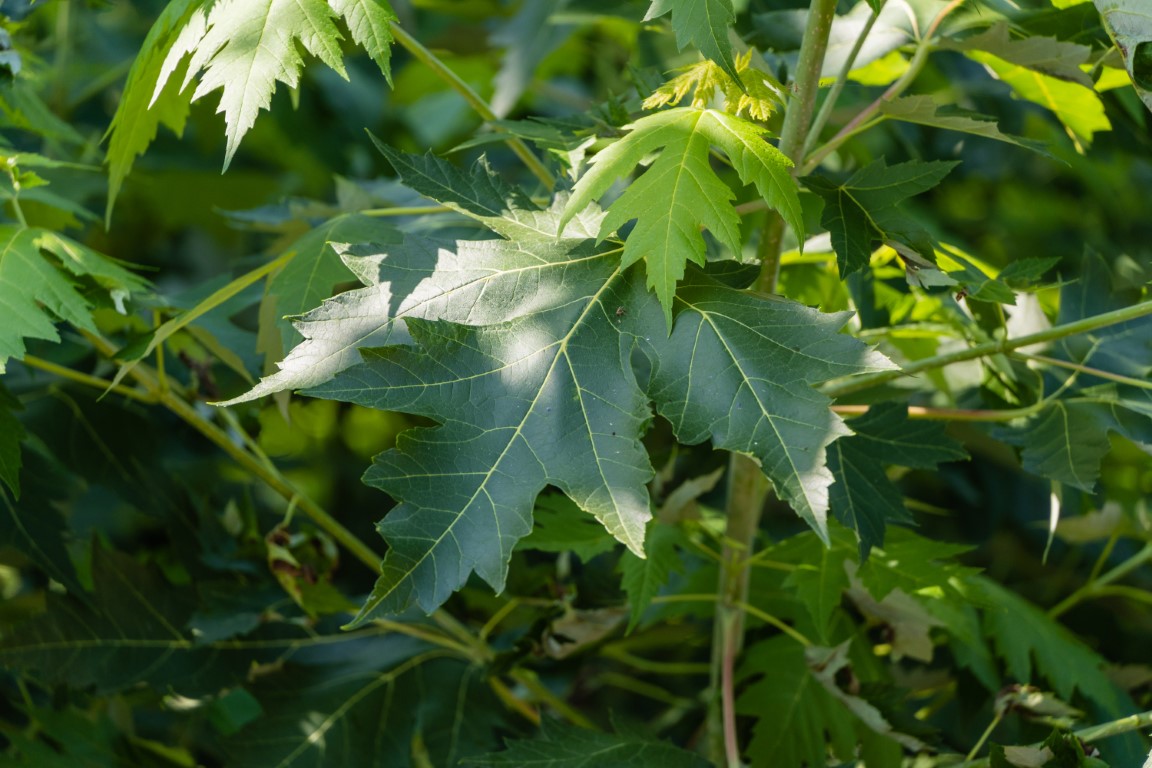 Des feuilles d'érable argenté