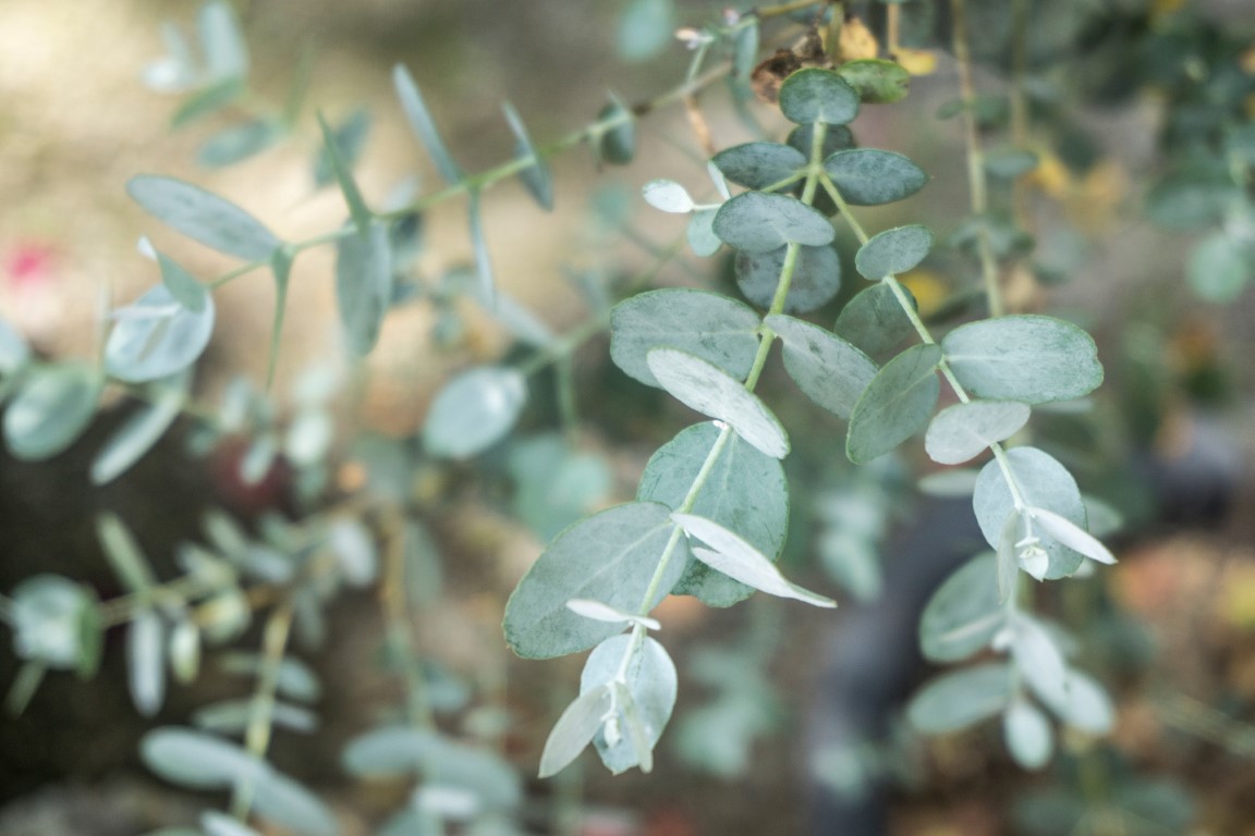 Vue en gros plan de feuilles d'eucalyptus
