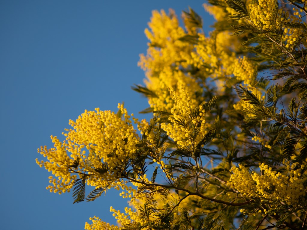 La floraison jaune du mimosa