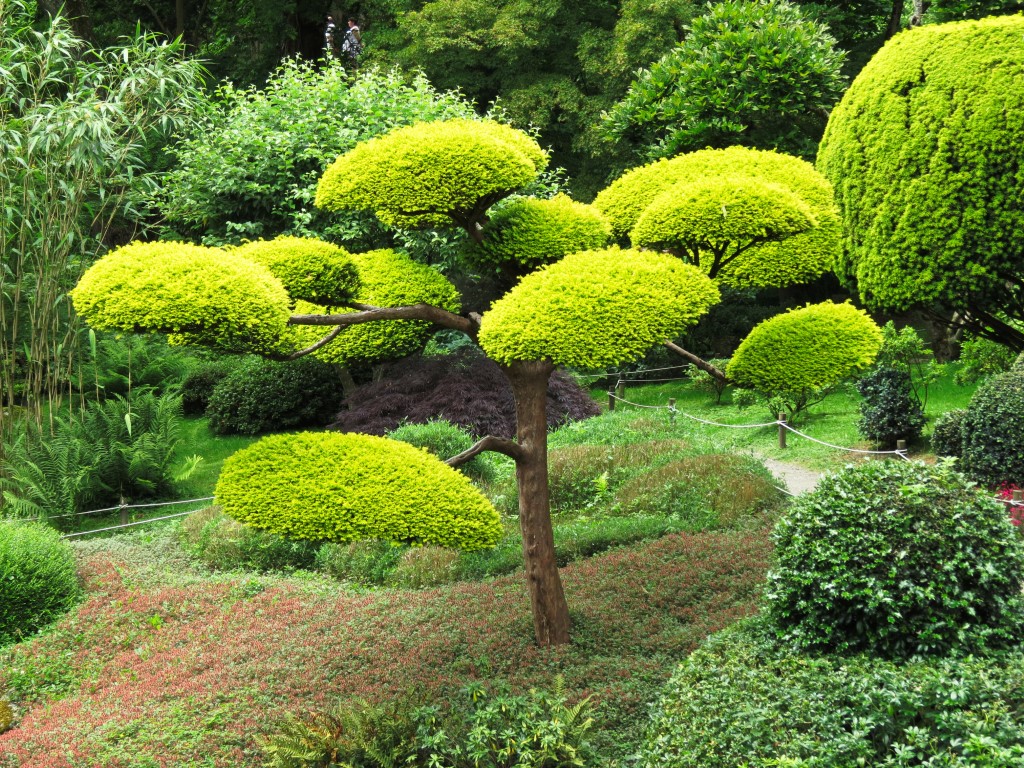 Exemple de taille niwaki sur un arbre