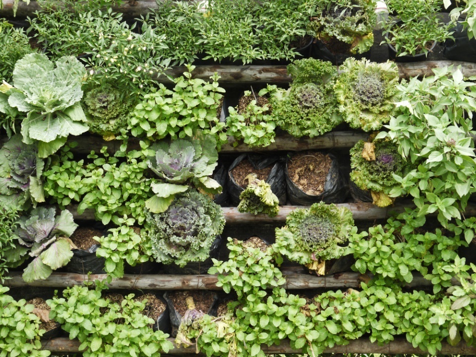 mur végétal jardin 