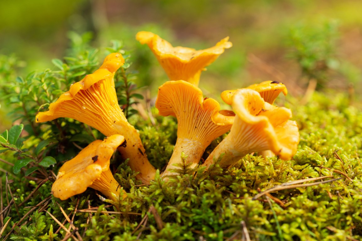 Des girolles sauvages