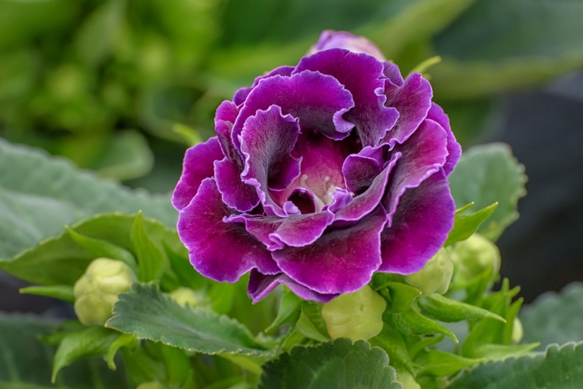 Une fleur de gloxinia d'un violet sombre