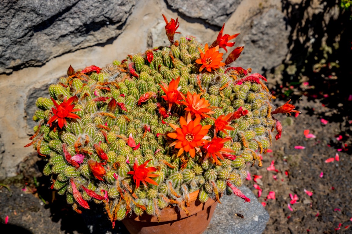Les fleurs du cactus cornichon