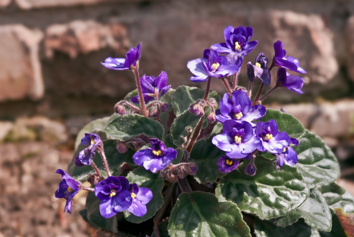 Vue rapprochée des fleurs de Violette du Cap
