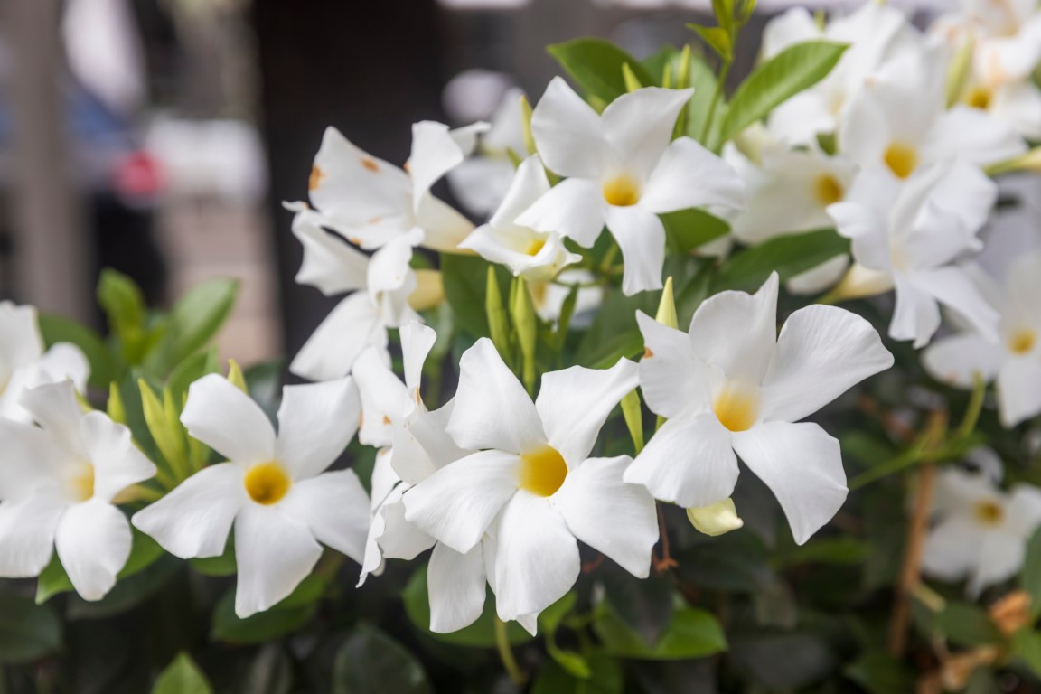 Des fleurs blanches de dipladenia