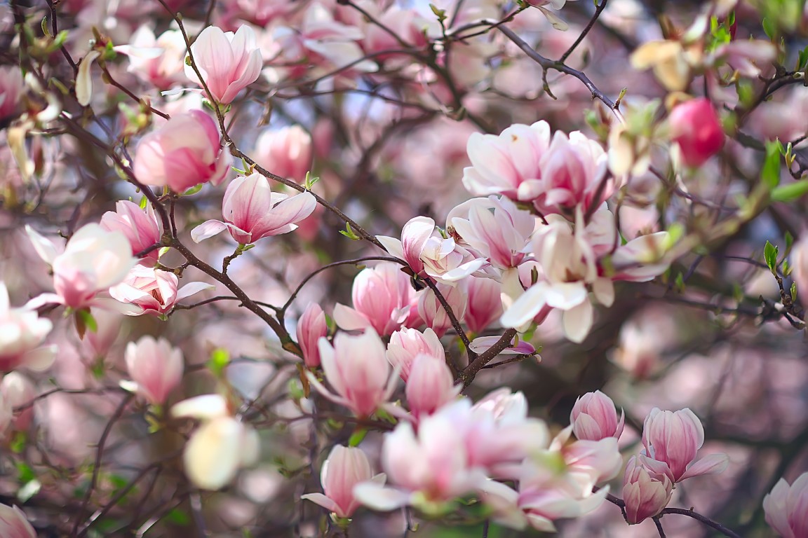 Un magnolia en fleurs